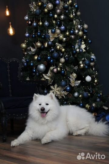 Красавец самоед