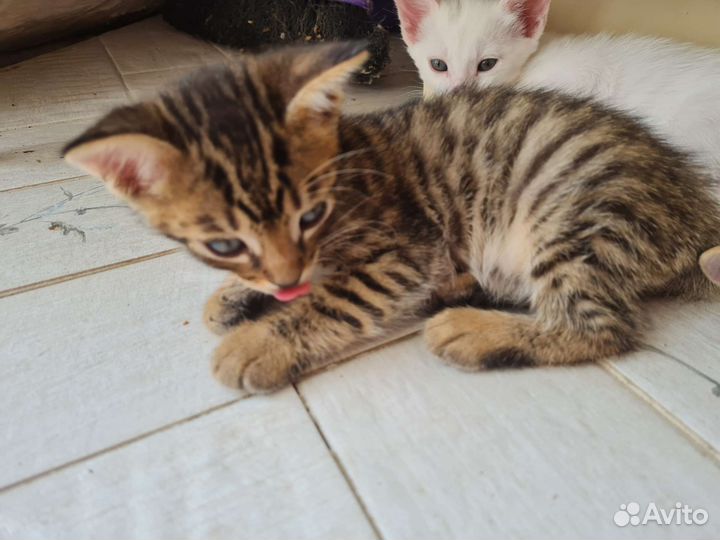 Бенгальские котята