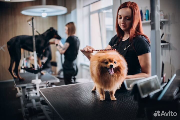Франшиза груминг салон. Готовый бизнес