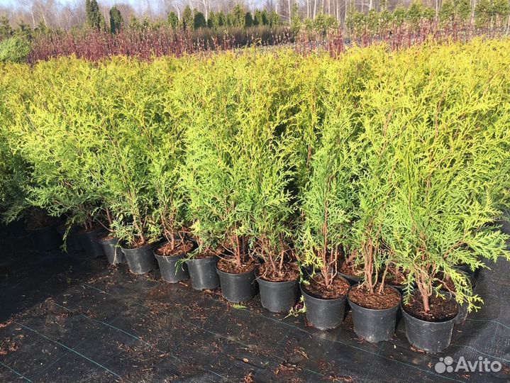 Туя Брабанд