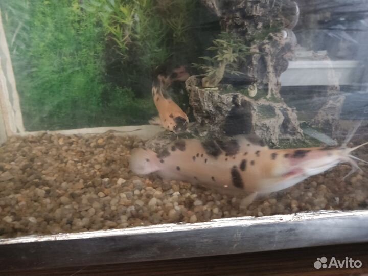 Аквариумные рыбки клариевые сомы, глазчатые сомы