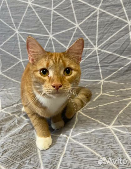 Котик Персик