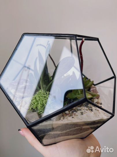 Флорариум додекаэдр с суккулентами
