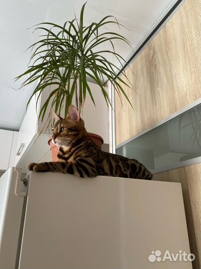 Бенгальский кот вязка