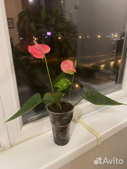 Комнатные цветы антуриум розовый