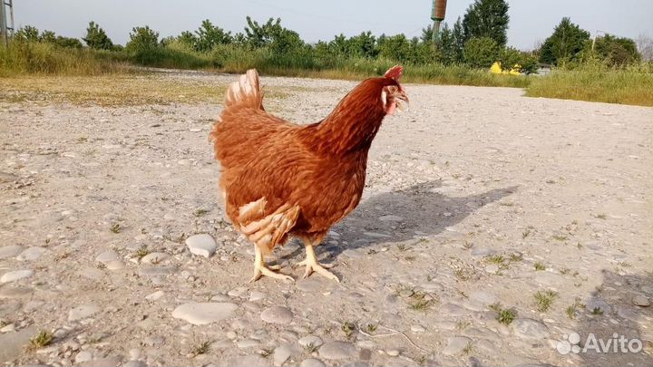 Куры несушки ломан браун