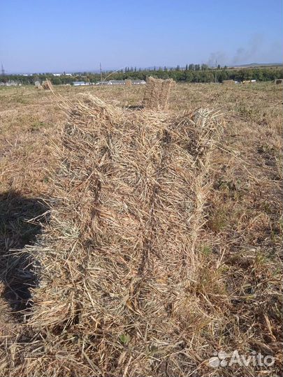 Сено разнотравье