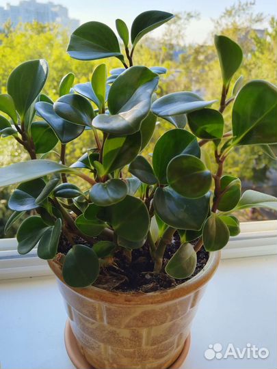 Комнатный цветок,Пеперомия