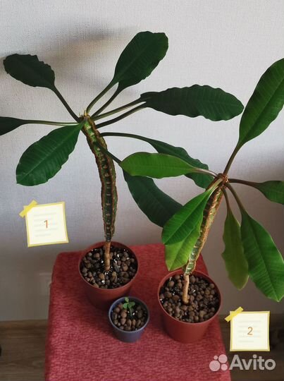 Молочай беложильчатый, высота 34 и 32 см