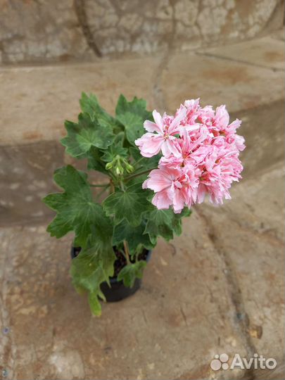 Пеларгония герань