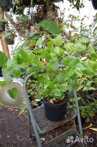 Саженцы Шелковицы