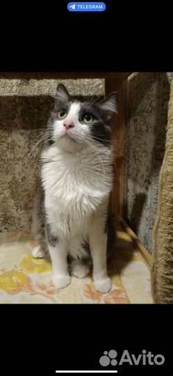 Молодой котик в добрые руки