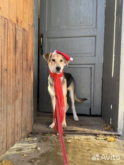 Особенный щенок подросток