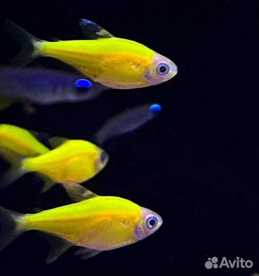 Аквариумные рыбки