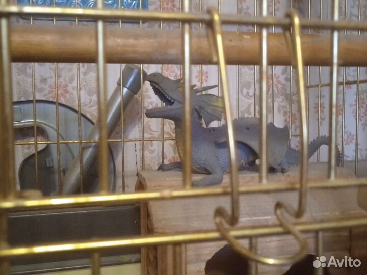 Клетка для птиц и драконов