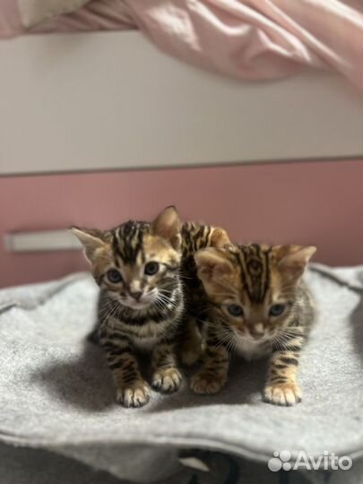 Котята бенгалы