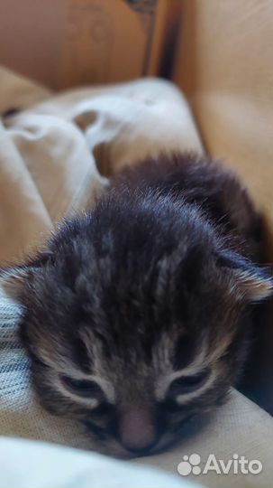 Котёнок мальчик в добрые руки