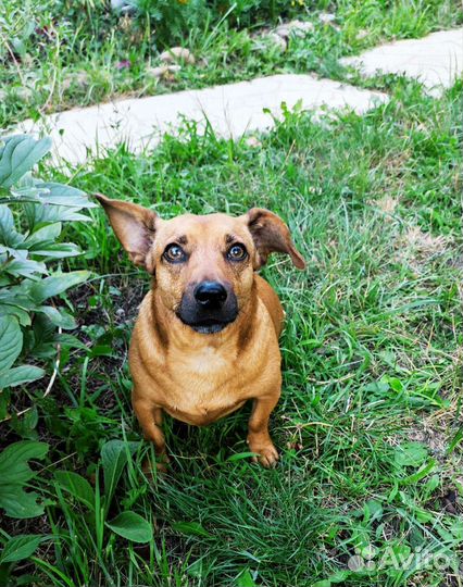 Собака в добрые руки