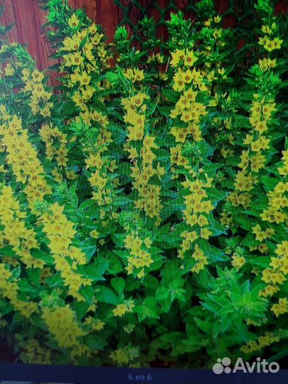 Пузыреплодник бард. Ива мелк.куст, береск