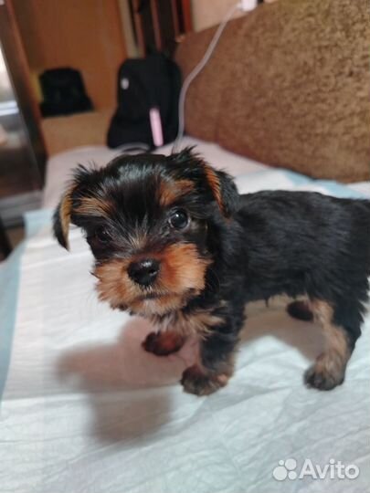 Йоркширский терьер мини, девочка