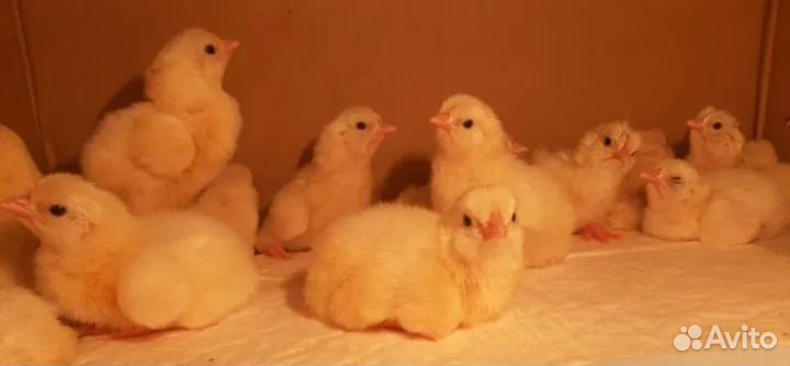 Цыплята несушки Ломан Браун