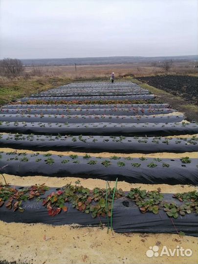 Саженцы-Рассада Клубники