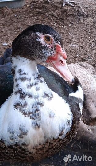 Утки бройлерные