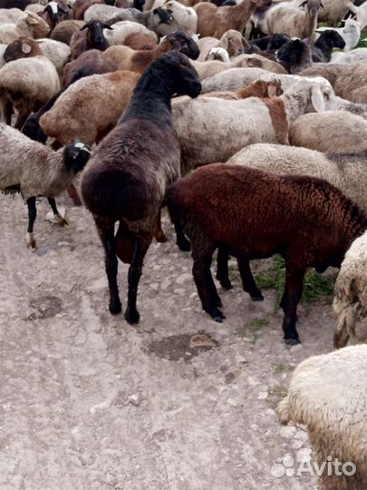 Овцы бараны ягнята