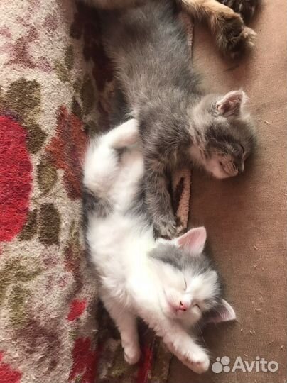 Котик в добрые руки