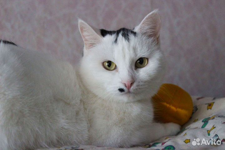 Кошка Марфуша