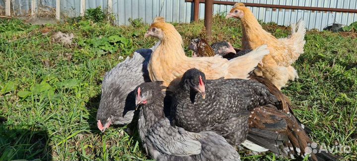 Куры молодки несушки