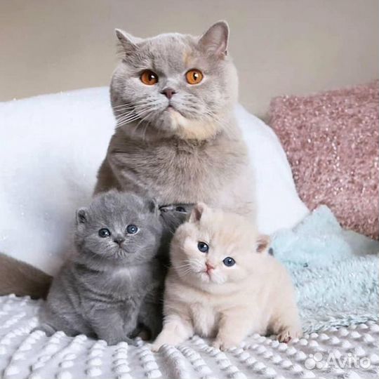 Требуется продавец в отдел зоотовары