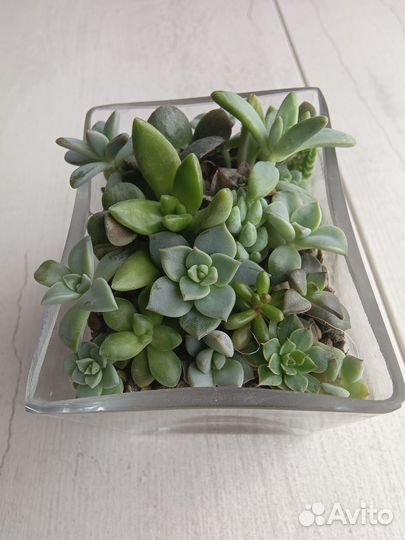 Суккуленты в стекле