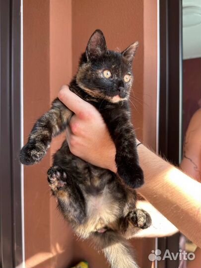 Трехцветная малышка на счастье