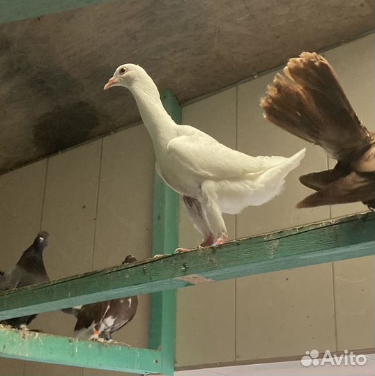 Голуби Мальтийские курочки