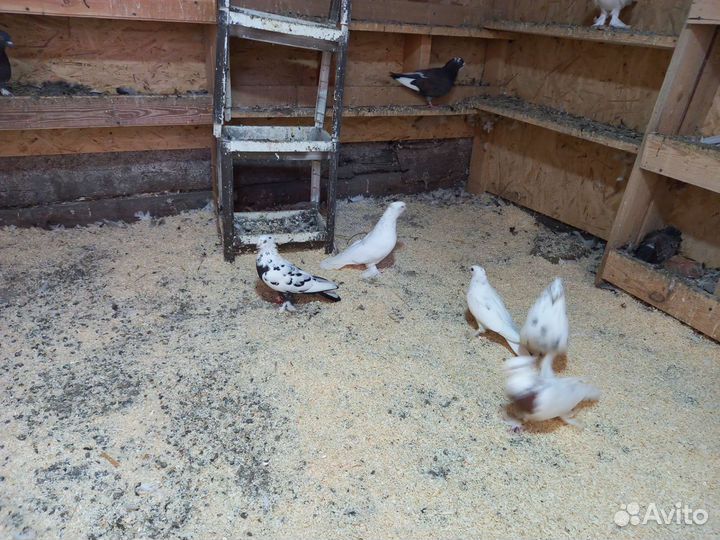 Голуби Андижанские