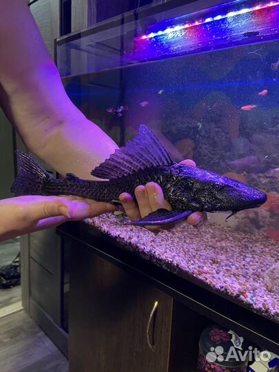 Аквариумные рыбки