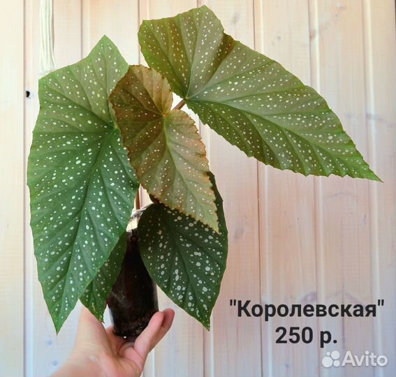 Кейн-бегонии