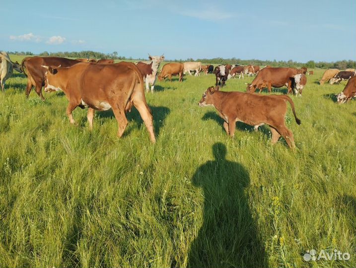 Лошадь с жеребенком,корова с теленком
