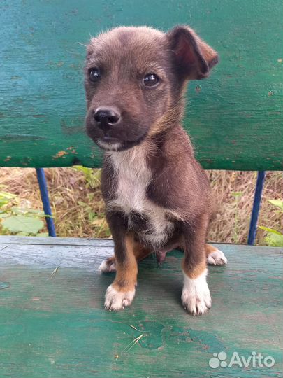 Ушастик - мальчик 1,5 месяца. Будет до 12кг