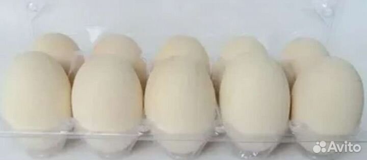 Утиные яйца