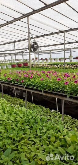 Цветущая рассада петунии,растения,цветы из теплицы