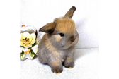"Little krosh"-питомник карликовых кроликов