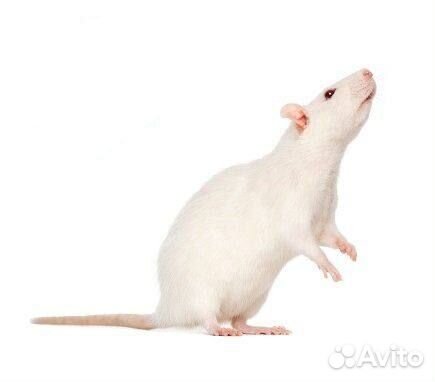 Живой корм Крыса крупная