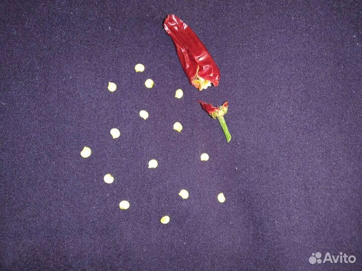 Семена перца и перцы жгучие комнатные