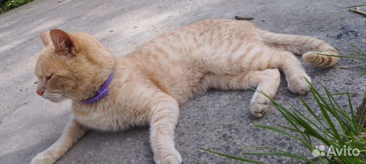 Кот в любящую семью