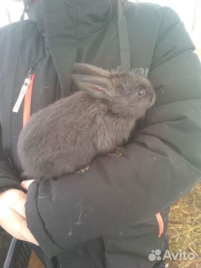 Кролики (помесь)