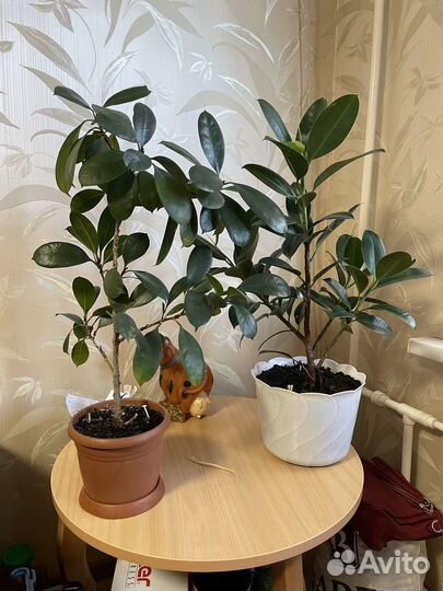 Два фикуса