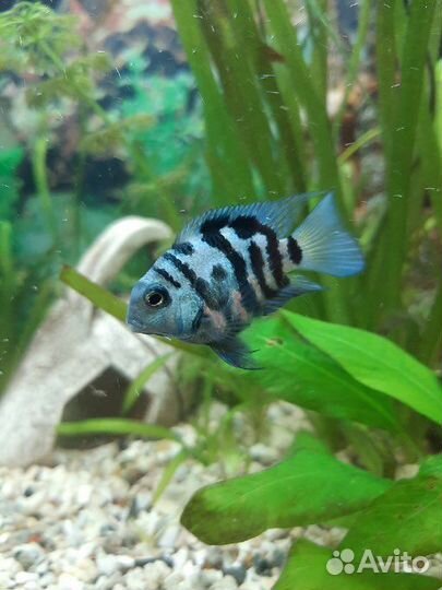 Сапфировый попугай