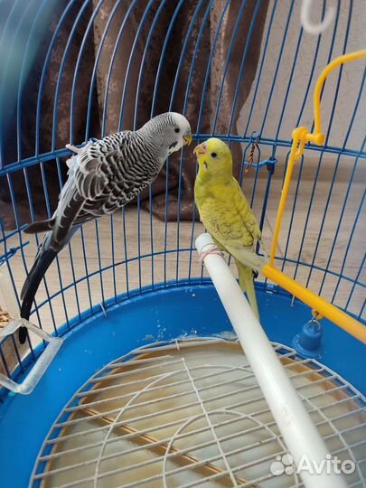 Волнистый попугай